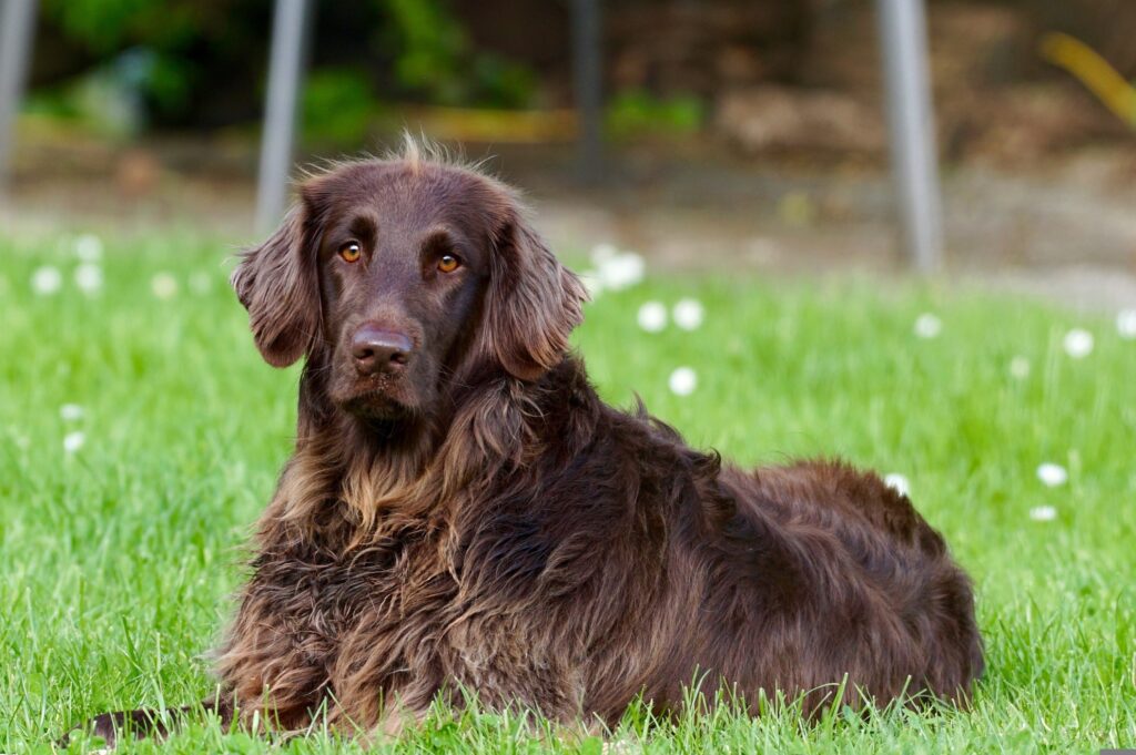 422737 german longhaired pointer 782498