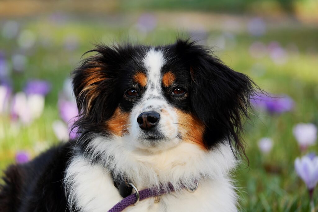 couleur australian shepherd 3237735