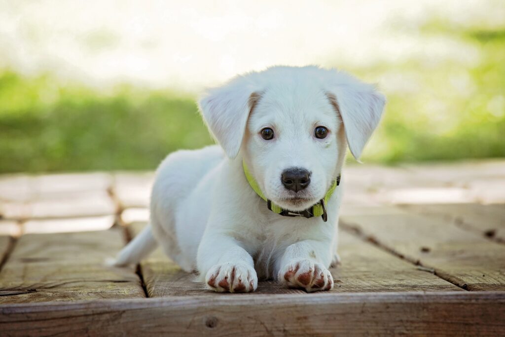 Can Dogs Eat Cheese? A Guide for Pet Owners 3194556 puppy 1903313
