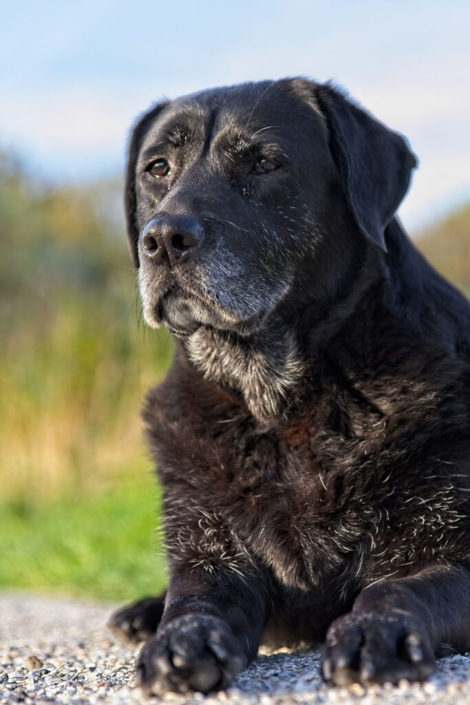 alkemade labrador 4580061