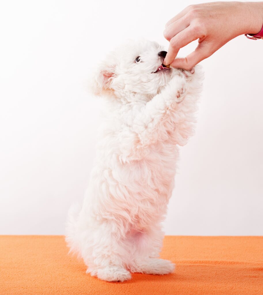 How Often Should You Feed a Puppy? A Growth Milestone Guide chiemsee2024 dog 1196642