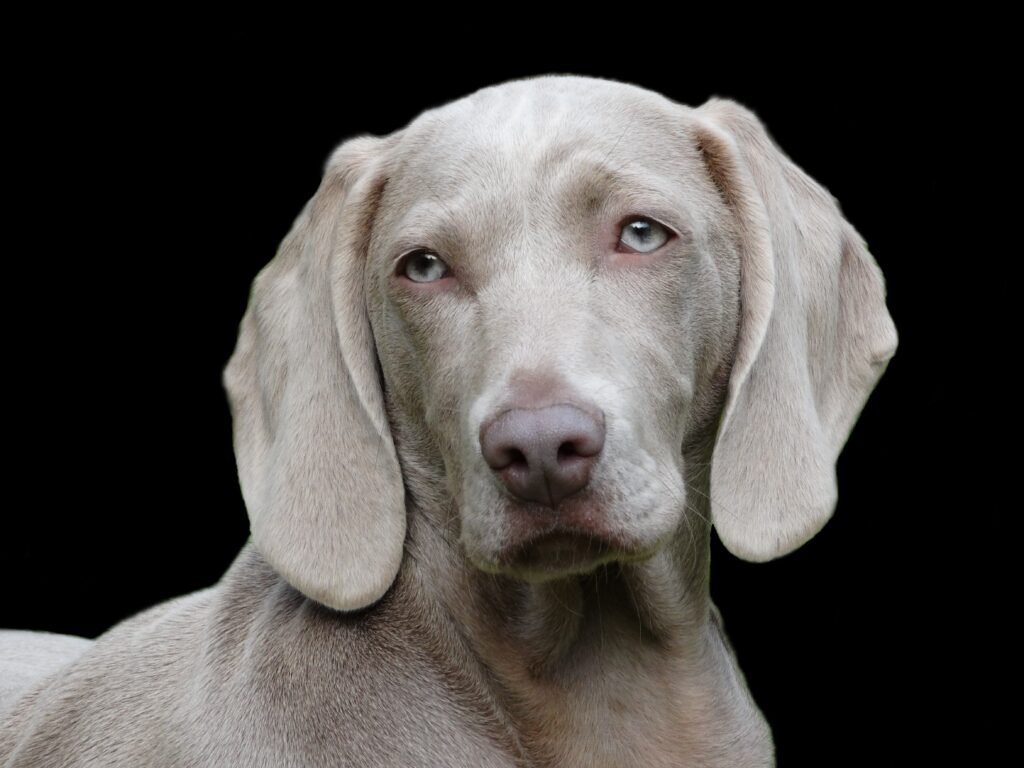 Why Is My Dog Barking So Much? Understanding Canine Communication kadisha dog 1742295
