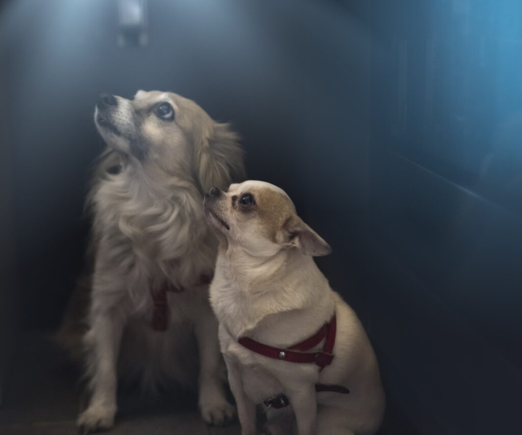 Why Is My Dog Afraid of Thunder? Calming Their Fears magdalenalena papillon 4203701