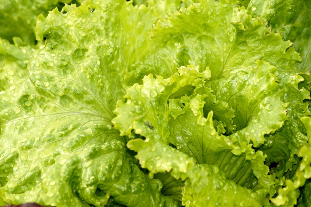 marzena7 salad 3560274