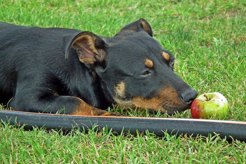 Can Dogs Eat Apples? Everything You Need to Know mrgajowy3 dog 3771427