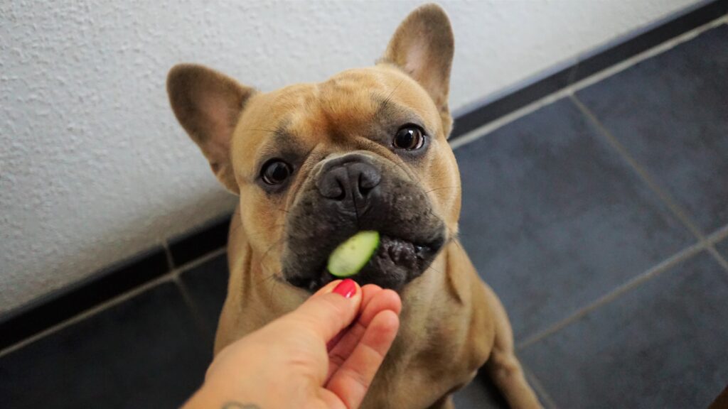 Can Dogs Eat Cucumbers? The Perfect Low-Calorie Snack mylene2401 french bulldog 4415632