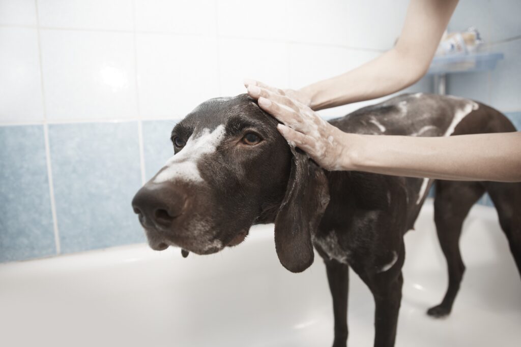 How Often Should You Bathe Your Dog? The Cleanliness Guide oritslama dog 1178365