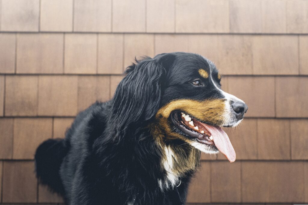 Why Is My Dog Panting So Much? When to Worry pexels animal 1837003