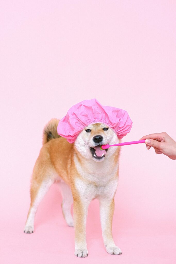 How to Brush Your Dog's Teeth at Home: Step-by-Step pexels shvetsa 4588019