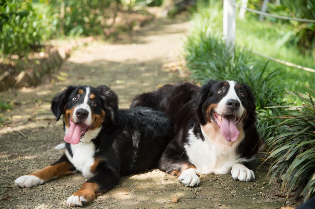 wa40friend animal 2839872