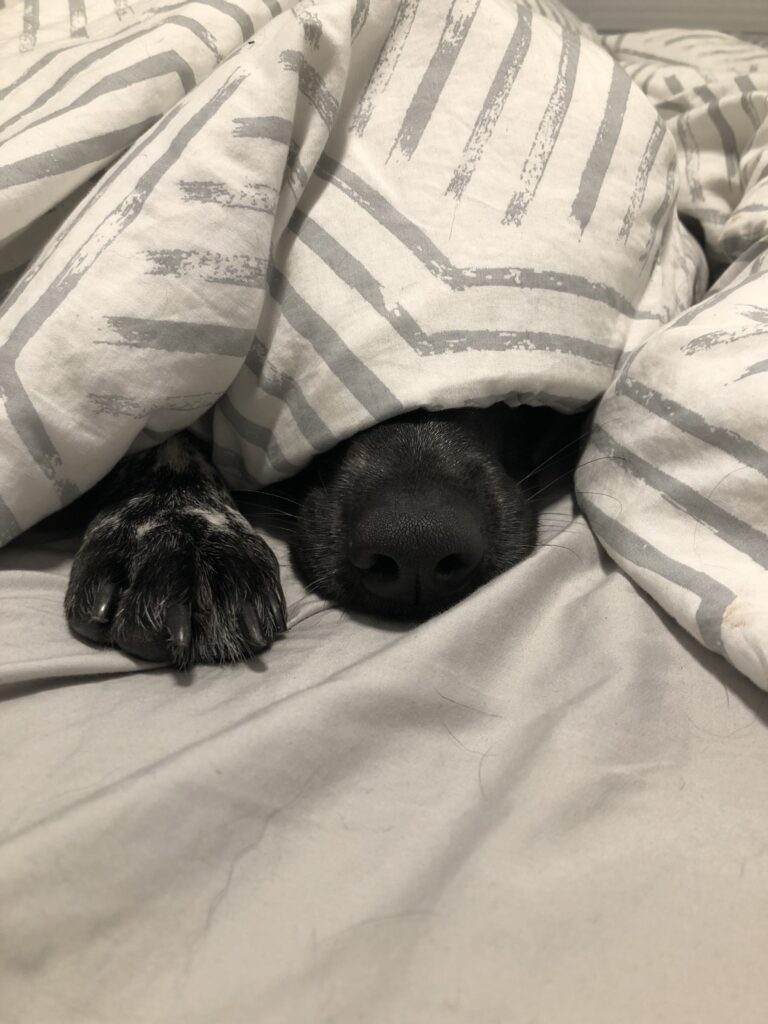 Why Does My Dog Sleep at My Feet? The Sweet Reasons Behind It mattycoulton dog 4905750